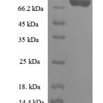 SDS-PAGE separation of QP6274 followed by commassie total protein stain results in a primary band consistent with reported data for Importin subunit beta-1. These data demonstrate Greater than 90% as determined by SDS-PAGE.