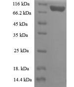 SDS-PAGE separation of QP6274 followed by commassie total protein stain results in a primary band consistent with reported data for Importin subunit beta-1. These data demonstrate Greater than 90% as determined by SDS-PAGE.