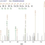 SEQUEST analysis of LC MS/MS spectra obtained from a run with QP6275 identified a match between this protein and the spectra of a peptide sequence that matches a region of Cytokeratin 10.