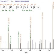 SEQUEST analysis of LC MS/MS spectra obtained from a run with QP6275 identified a match between this protein and the spectra of a peptide sequence that matches a region of Cytokeratin 10.