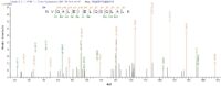 SEQUEST analysis of LC MS/MS spectra obtained from a run with QP6275 identified a match between this protein and the spectra of a peptide sequence that matches a region of Cytokeratin 10.