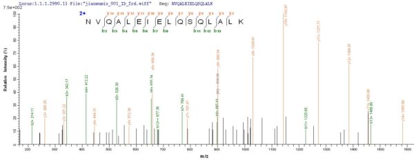 SEQUEST analysis of LC MS/MS spectra obtained from a run with QP6275 identified a match between this protein and the spectra of a peptide sequence that matches a region of Cytokeratin 10.