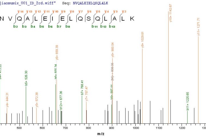 SEQUEST analysis of LC MS/MS spectra obtained from a run with QP6275 identified a match between this protein and the spectra of a peptide sequence that matches a region of Cytokeratin 10.