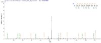 Additional SEQUEST analysis of the LC MS/MS spectra from QP6275 identified an additional between this protein and the spectra of another peptide sequence that matches a region of Cytokeratin 10 confirming successful recombinant synthesis.