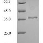 SDS-PAGE separation of QP6279 followed by commassie total protein stain results in a primary band consistent with reported data for Cytokeratin 18. These data demonstrate Greater than 90% as determined by SDS-PAGE.