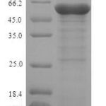 SDS-PAGE separation of QP6285 followed by commassie total protein stain results in a primary band consistent with reported data for L2HGDH