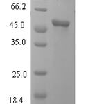 SDS-PAGE separation of QP6291 followed by commassie total protein stain results in a primary band consistent with reported data for L-lactate dehydrogenase C chain. These data demonstrate Greater than 90% as determined by SDS-PAGE.