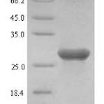 SDS-PAGE separation of QP6293 followed by commassie total protein stain results in a primary band consistent with reported data for Galectin-1 / LGALS1. These data demonstrate Greater than 90% as determined by SDS-PAGE.