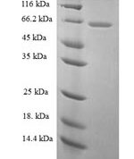 SDS-PAGE separation of QP6296 followed by commassie total protein stain results in a primary band consistent with reported data for Galectin-3-binding protein. These data demonstrate Greater than 90% as determined by SDS-PAGE.