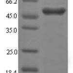 SDS-PAGE separation of QP6297 followed by commassie total protein stain results in a primary band consistent with reported data for Galectin-4. These data demonstrate Greater than 90% as determined by SDS-PAGE.