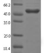 SDS-PAGE separation of QP6297 followed by commassie total protein stain results in a primary band consistent with reported data for Galectin-4. These data demonstrate Greater than 90% as determined by SDS-PAGE.
