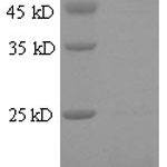 SDS-PAGE separation of QP6299 followed by commassie total protein stain results in a primary band consistent with reported data for Galectin-7. These data demonstrate Greater than 90% as determined by SDS-PAGE.