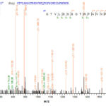 SEQUEST analysis of LC MS/MS spectra obtained from a run with QP6300 identified a match between this protein and the spectra of a peptide sequence that matches a region of Galectin-9.