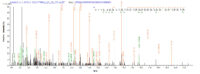 SEQUEST analysis of LC MS/MS spectra obtained from a run with QP6300 identified a match between this protein and the spectra of a peptide sequence that matches a region of Galectin-9.