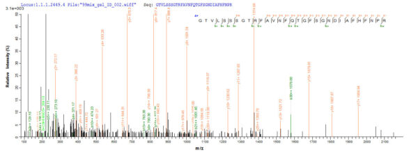 SEQUEST analysis of LC MS/MS spectra obtained from a run with QP6300 identified a match between this protein and the spectra of a peptide sequence that matches a region of Galectin-9.