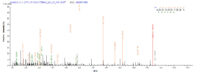 Additional SEQUEST analysis of the LC MS/MS spectra from QP6300 identified an additional between this protein and the spectra of another peptide sequence that matches a region of Galectin-9 confirming successful recombinant synthesis.