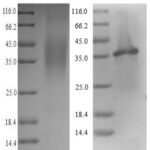 SDS-PAGE separation of QP6301 followed by commassie total protein stain results in a primary band consistent with reported data for Legumain /  LGMN. These data demonstrate Greater than 90% as determined by SDS-PAGE.