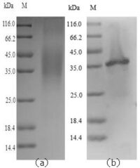 SDS-PAGE separation of QP6301 followed by commassie total protein stain results in a primary band consistent with reported data for Legumain /  LGMN. These data demonstrate Greater than 90% as determined by SDS-PAGE.