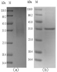 SDS-PAGE separation of QP6302 followed by commassie total protein stain results in a primary band consistent with reported data for Legumain /  LGMN. These data demonstrate Greater than 90% as determined by SDS-PAGE.