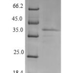 SDS-PAGE separation of QP6306 followed by commassie total protein stain results in a primary band consistent with reported data for Lutropin-choriogonadotropic hormone receptor. These data demonstrate Greater than 90% as determined by SDS-PAGE.