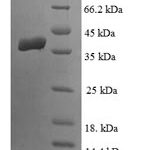 SDS-PAGE separation of QP6307 followed by commassie total protein stain results in a primary band consistent with reported data for Lipoyl synthase