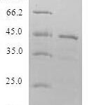 SDS-PAGE separation of QP6312 followed by commassie total protein stain results in a primary band consistent with reported data for LITAF. These data demonstrate Greater than 80% as determined by SDS-PAGE.