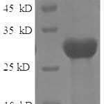 SDS-PAGE separation of QP6314 followed by commassie total protein stain results in a primary band consistent with reported data for Protein-lysine 6-oxidase. These data demonstrate Greater than 90% as determined by SDS-PAGE.