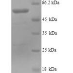 SDS-PAGE separation of QP6316 followed by commassie total protein stain results in a primary band consistent with reported data for Lysyl oxidase homolog 1. These data demonstrate Greater than 90% as determined by SDS-PAGE.