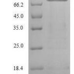 SDS-PAGE separation of QP6317 followed by commassie total protein stain results in a primary band consistent with reported data for LOXL2 / Lysyl oxidase homolog 2. These data demonstrate Greater than 90% as determined by SDS-PAGE.