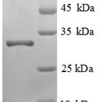 SDS-PAGE separation of QP6319 followed by commassie total protein stain results in a primary band consistent with reported data for LRBA. These data demonstrate Greater than 90% as determined by SDS-PAGE.