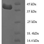 SDS-PAGE separation of QP6321 followed by commassie total protein stain results in a primary band consistent with reported data for LRRFIP1. These data demonstrate Greater than 90% as determined by SDS-PAGE.