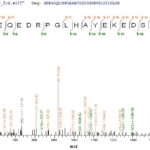 SEQUEST analysis of LC MS/MS spectra obtained from a run with QP6323 identified a match between this protein and the spectra of a peptide sequence that matches a region of LSP1.