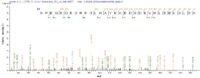 SEQUEST analysis of LC MS/MS spectra obtained from a run with QP6323 identified a match between this protein and the spectra of a peptide sequence that matches a region of LSP1.