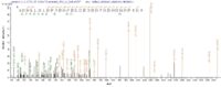 Additional SEQUEST analysis of the LC MS/MS spectra from QP6323 identified an additional between this protein and the spectra of another peptide sequence that matches a region of LSP1 confirming successful recombinant synthesis.