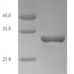 SDS-PAGE separation of QP6327 followed by commassie total protein stain results in a primary band consistent with reported data for LY-96 / ESOP-1. These data demonstrate Greater than 90% as determined by SDS-PAGE.