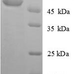 SDS-PAGE separation of QP6328 followed by commassie total protein stain results in a primary band consistent with reported data for Acyl-protein thioesterase 1. These data demonstrate Greater than 90% as determined by SDS-PAGE.