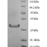 SDS-PAGE separation of QP6329 followed by commassie total protein stain results in a primary band consistent with reported data for Lysozyme C. These data demonstrate Greater than 90% as determined by SDS-PAGE.