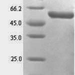 SDS-PAGE separation of QP6331 followed by commassie total protein stain results in a primary band consistent with reported data for Mucosal addressin cell adhesion molecule 1. These data demonstrate Greater than 90% as determined by SDS-PAGE.