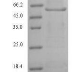 SDS-PAGE separation of QP6332 followed by commassie total protein stain results in a primary band consistent with reported data for MAG / GMA / Siglec-4. These data demonstrate Greater than 90% as determined by SDS-PAGE.