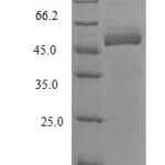 SDS-PAGE separation of QP6334 followed by commassie total protein stain results in a primary band consistent with reported data for Amine oxidase [flavin-containing] B. These data demonstrate Greater than 90% as determined by SDS-PAGE.