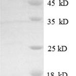 SDS-PAGE separation of QP6337 followed by commassie total protein stain results in a primary band consistent with reported data for MKK4 / MEK4 / MAP2K4. These data demonstrate Greater than 90% as determined by SDS-PAGE.