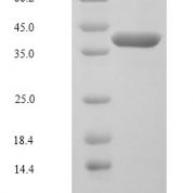 SDS-PAGE separation of QP6338 followed by commassie total protein stain results in a primary band consistent with reported data for MKK6 / MEK6 / MAP2K6. These data demonstrate Greater than 90% as determined by SDS-PAGE.