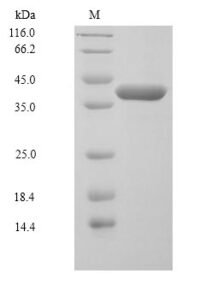 SDS-PAGE separation of QP6338 followed by commassie total protein stain results in a primary band consistent with reported data for MKK6 / MEK6 / MAP2K6. These data demonstrate Greater than 90% as determined by SDS-PAGE.