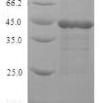 SDS-PAGE separation of QP6340 followed by commassie total protein stain results in a primary band consistent with reported data for Mitogen-activated protein kinase 3. These data demonstrate Greater than 90% as determined by SDS-PAGE.