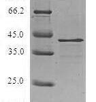 SDS-PAGE separation of QP6343 followed by commassie total protein stain results in a primary band consistent with reported data for Ragulator complex protein LAMTOR3. These data demonstrate Greater than 80% as determined by SDS-PAGE.