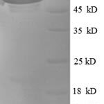 SDS-PAGE separation of QP6344 followed by commassie total protein stain results in a primary band consistent with reported data for MAPT / Tau. These data demonstrate Greater than 90% as determined by SDS-PAGE.