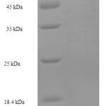 SDS-PAGE separation of QP6347 followed by commassie total protein stain results in a primary band consistent with reported data for Mannan-binding lectin serine protease 1. These data demonstrate Greater than 90% as determined by SDS-PAGE.