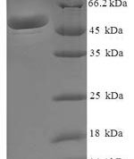 SDS-PAGE separation of QP6352 followed by commassie total protein stain results in a primary band consistent with reported data for Malate dehydrogenase