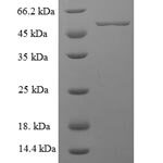 SDS-PAGE separation of QP6356 followed by commassie total protein stain results in a primary band consistent with reported data for MFG-E8 / lactadherin. These data demonstrate Greater than 90% as determined by SDS-PAGE.