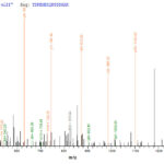 SEQUEST analysis of LC MS/MS spectra obtained from a run with QP6363 identified a match between this protein and the spectra of a peptide sequence that matches a region of MKI67.